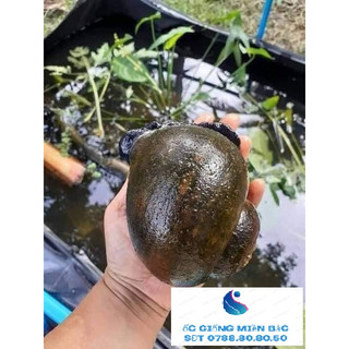 Trứng Ốc Thái Lan 5 ổ ( Trưởng thành 5-7 con 1kg )
