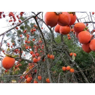 Cây Hồng đỏ nhân hậu/ HỒNG TẾT ( hồng đỏ lồng đèn) cây giống ghép F1