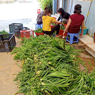 50G Lá Nếp Khô - Lá Dứa Thơm