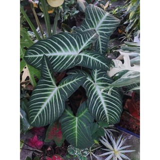 Môn kiểng lindenii cây lớn lá đạt có thể trên 50cm