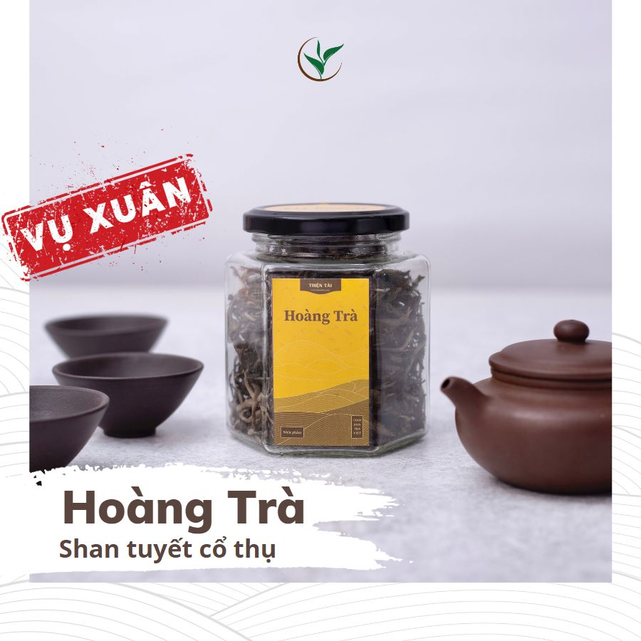 Hũ Hoàng Trà Shan Tuyết Cổ Thụ Hà Giang Vụ Xuân Trà Hảo Hạng Thiện Tài 1 tôm 1 lá Lọ Thủy Tinh 70g Quà Tặng