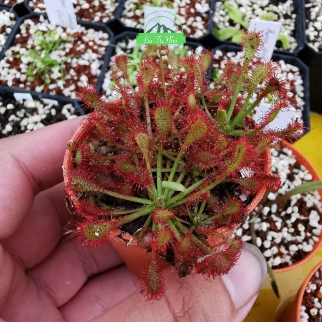 Hạt giống cây bắt mồi ăn thịt côn trùng gọng vó Drosera Capillaris Red "Longleaf"  | Ba Tri Nhỏ I BTN06