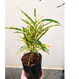 Cây vàng bạc lá nhuyễn