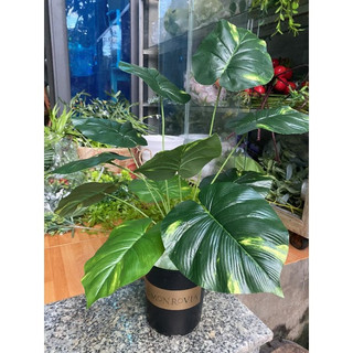 Cây giả decor cây trầu bà đốm giả cao 55 cm trang trí decor nhà cửa bền đẹp