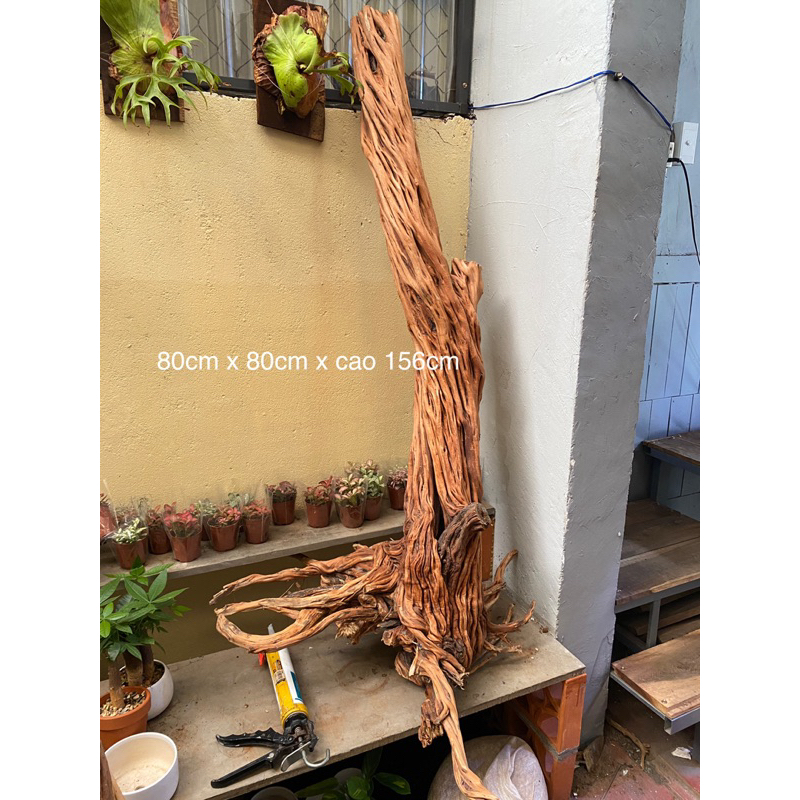 Lũa nguyên khối thuỷ sinh - Hải Sơn Quỳ