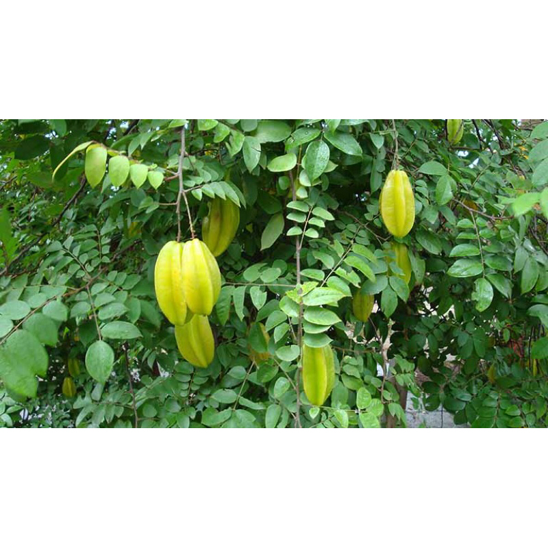 Lá khế chua(đặt hàng mới cắt )