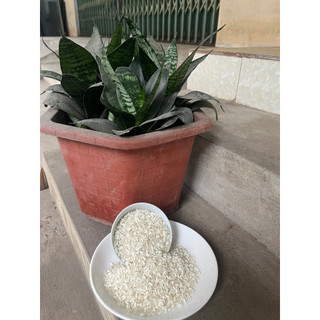 [5kg] Gạo Séng Cù Dài đặc biệt dẻo, thơm ngon