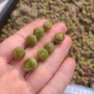 Sale+  Sen Đá Lithops, Mông Xanh Đẹp 😍