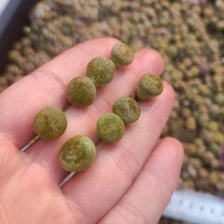 Sale+  Sen Đá Lithops, Mông Xanh Đẹp 😍