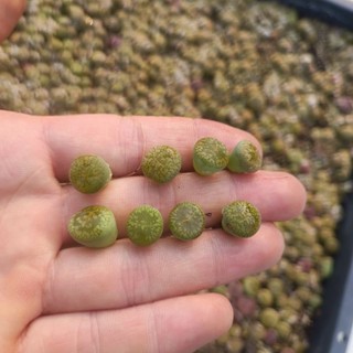Sale+  Sen Đá Lithops, Mông Xanh Đẹp 😍