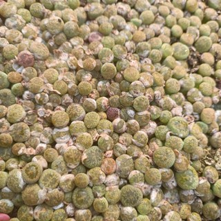 Sale+  Sen Đá Lithops, Mông Xanh Đẹp 😍
