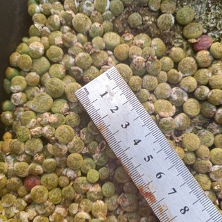 Sale+  Sen Đá Lithops, Mông Xanh Đẹp 😍