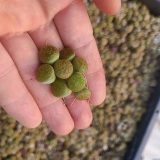 Sale+  Sen Đá Lithops, Mông Xanh Đẹp 😍