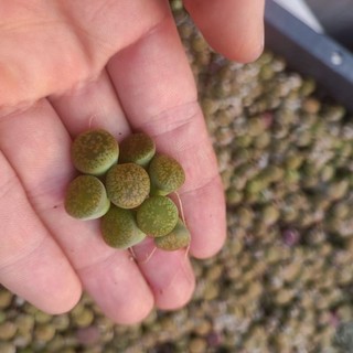 Sale+  Sen Đá Lithops, Mông Xanh Đẹp 😍