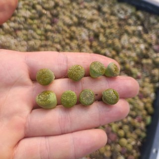 Sale+  Sen Đá Lithops, Mông Xanh Đẹp 😍