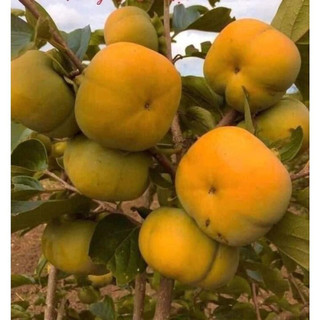 Cây HỒNG GIÒN NHẬT BẢN fuji / hồng không hạt ( cây ghép) - hồng vuông