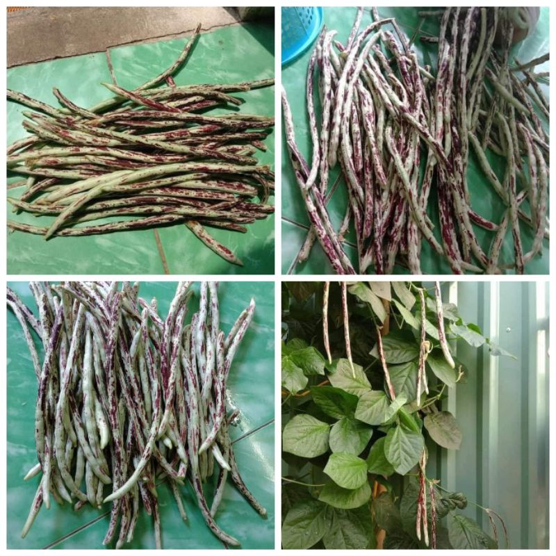 Hạt giống đậu trúc Thái Lan