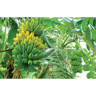 Cây giống chuối cau siêu sớm