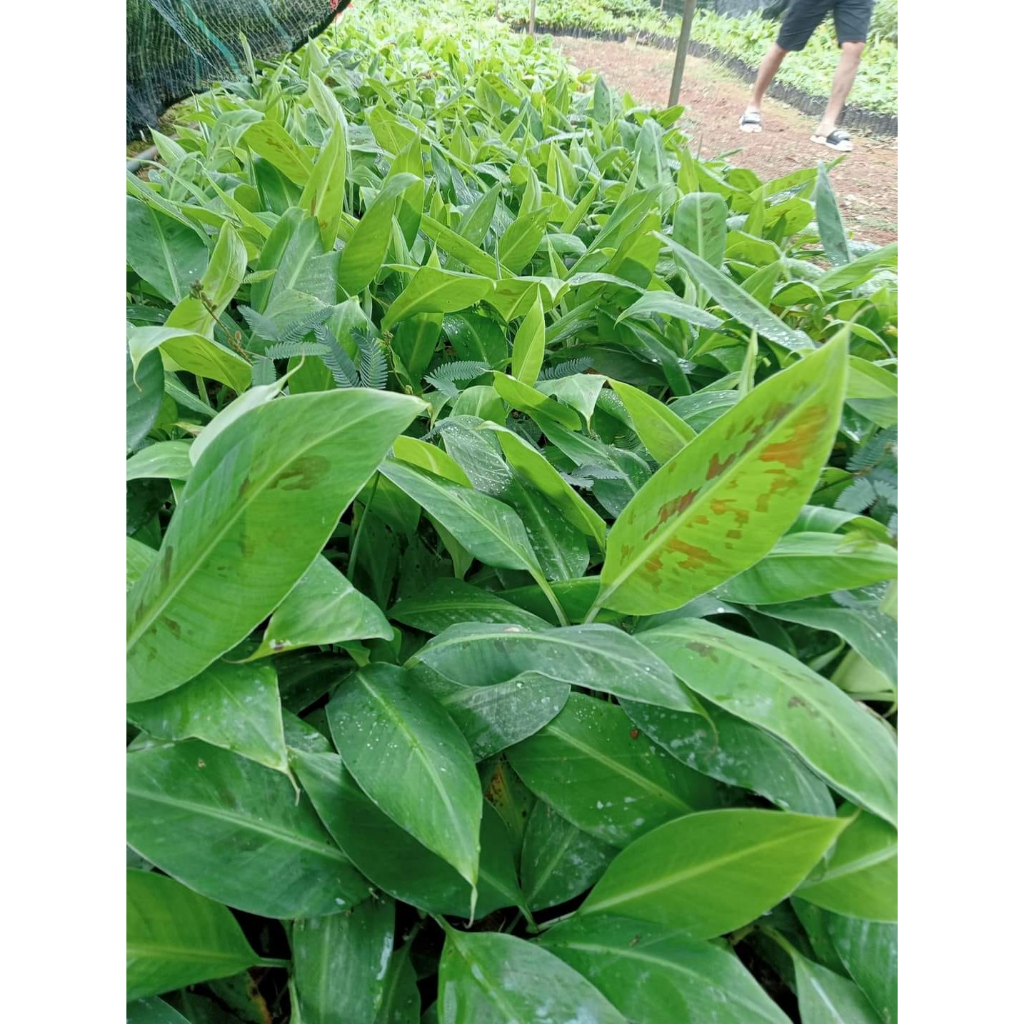 Cây giống chuối cau siêu sớm