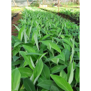 Cây giống chuối cau siêu sớm