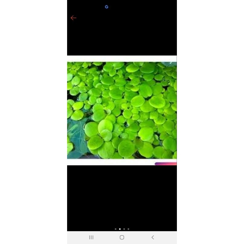 Bèo nhật thủy sinh