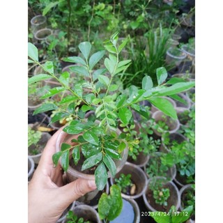 cây cà ri giống