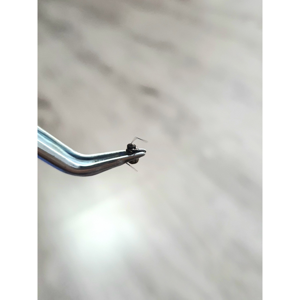 Nhíp cong xịn/nhíp vệ sinh tank kiến/nhíp chăm sóc kiến