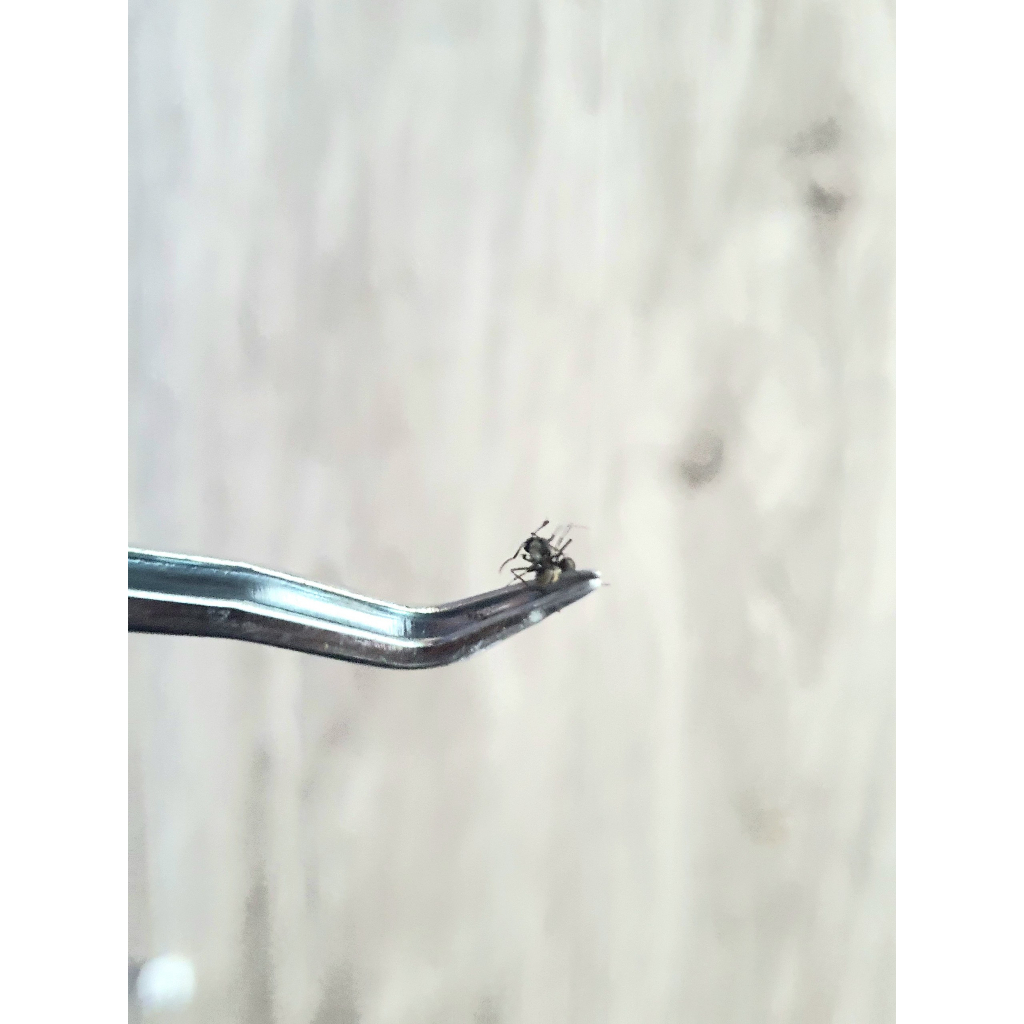 Nhíp cong xịn/nhíp vệ sinh tank kiến/nhíp chăm sóc kiến