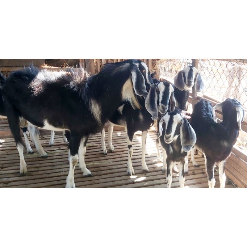 Combo 5KG phân dê qua xử lý 100% nguyên chất, phân dê khô, sạch, chất lượng