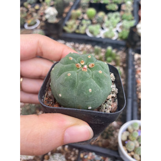 Xương rồng Matu hoa cam,mặt hoa ảnh cuối.Cây giao ngẫu nhiên không hoa hoặc có nụ nếu có.IB để được chọn cây.