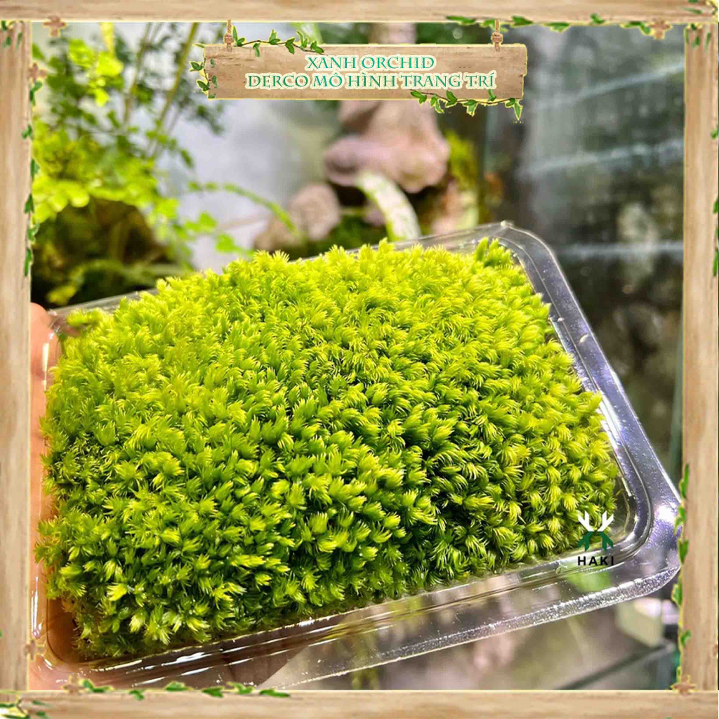 Rêu Bán Cạn Cushion, Đầu Xanh, Đầu Trắng Rêu Tươi Trang Trí Terrarium Sen Đá, Sân Vườn/ Chậu Cây, DYI