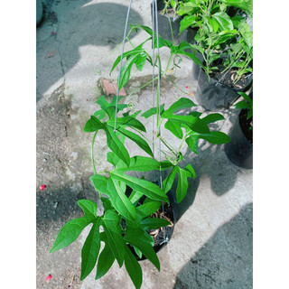 Cây gấc nấu xôi