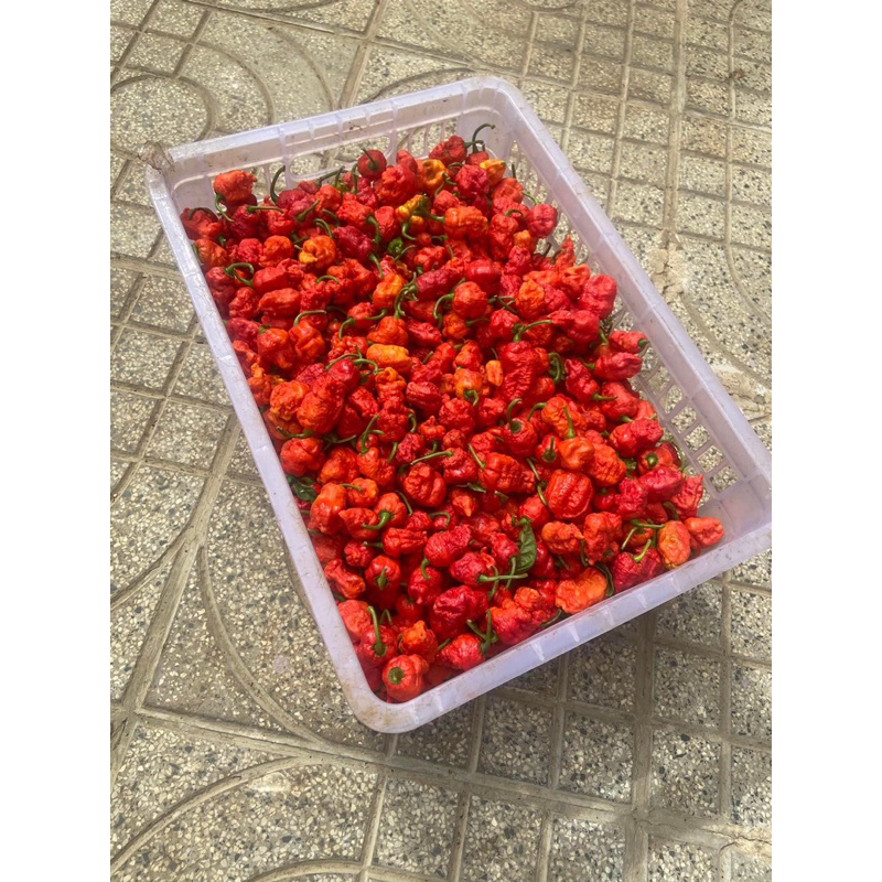 100 gram ớt tươi carolina reaper