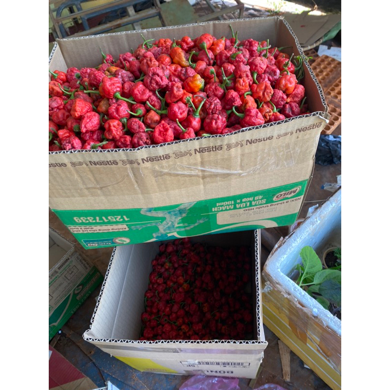 100 gram ớt tươi carolina reaper