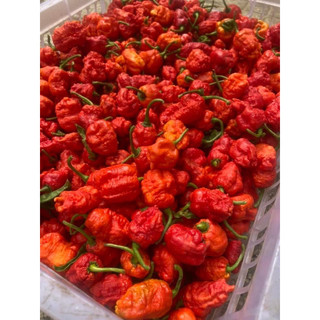 100 gram ớt tươi carolina reaper