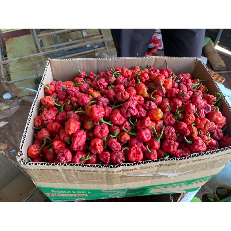 100 gram ớt tươi carolina reaper