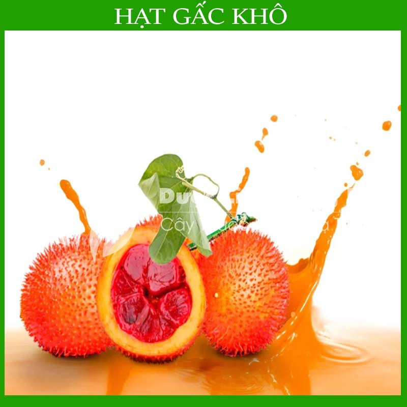 Hạt Gấc khô đóng gói 1Kg - Hàng Công Ty loại 1