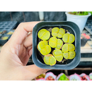 Sen mông đôi lithops dòng lesliei size 1,5-1,8cm