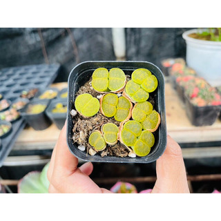 Sen Mông Đôi Lithops Dòng Lesliei size 1,5-1,8cm