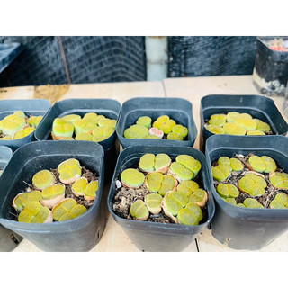 Sen Mông Đôi Lithops Dòng Lesliei size 1,5-1,8cm