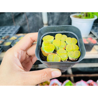 Sen Mông Đôi Lithops Dòng Lesliei size 1,5-1,8cm