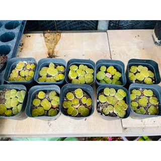 Sen Mông Đôi Lithops Dòng Lesliei size 1,5-1,8cm