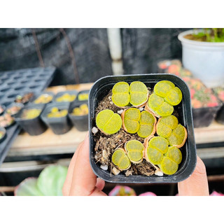 Sen Mông Đôi Lithops Dòng Lesliei size 1,5-1,8cm