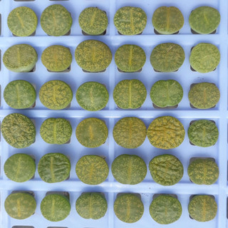 Sen Mông Đôi Lithops Dòng Lesliei size 1,5-1,8cm