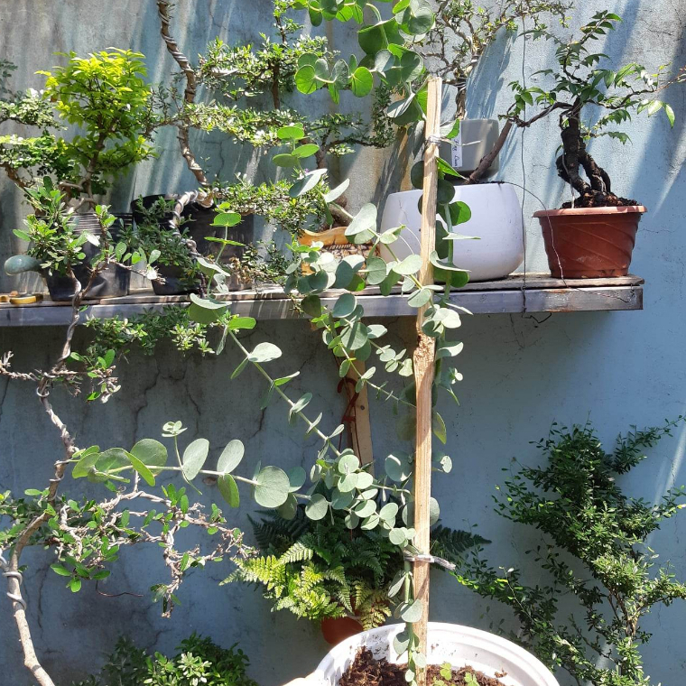 Cây khuynh diệp  cao trên 30cm - chỉ giao MIỀN NAM