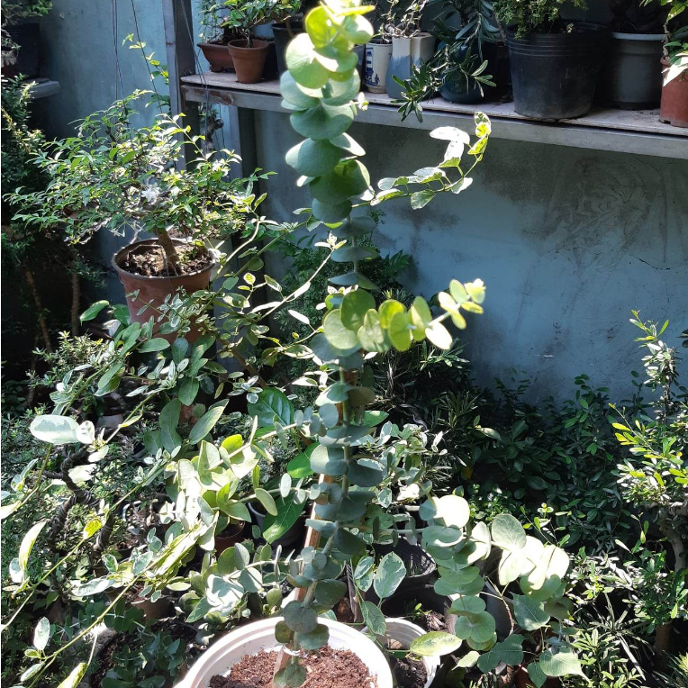 Cây khuynh diệp  cao trên 30cm - chỉ giao MIỀN NAM