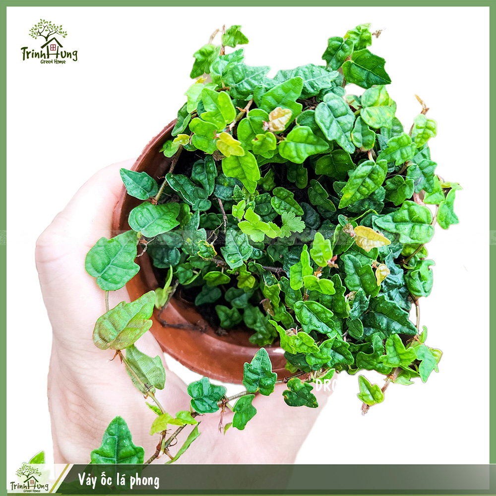 Vảy ốc lá phong (Ficus pumila) - cây dây leo đẹp, dễ trồng