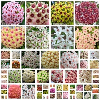 Compo 10 cẩm cù giống 10 màu