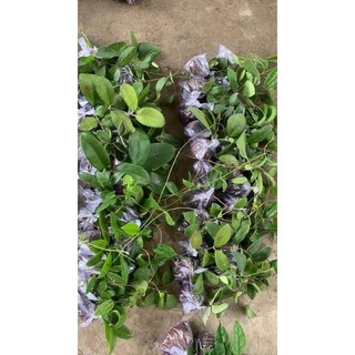 Compo 10 cẩm cù giống 10 màu