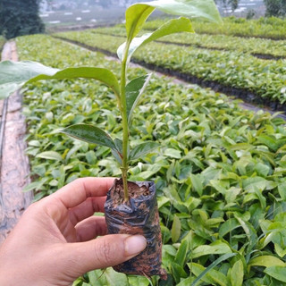 cây  Mộc lan giống (1 bầu)